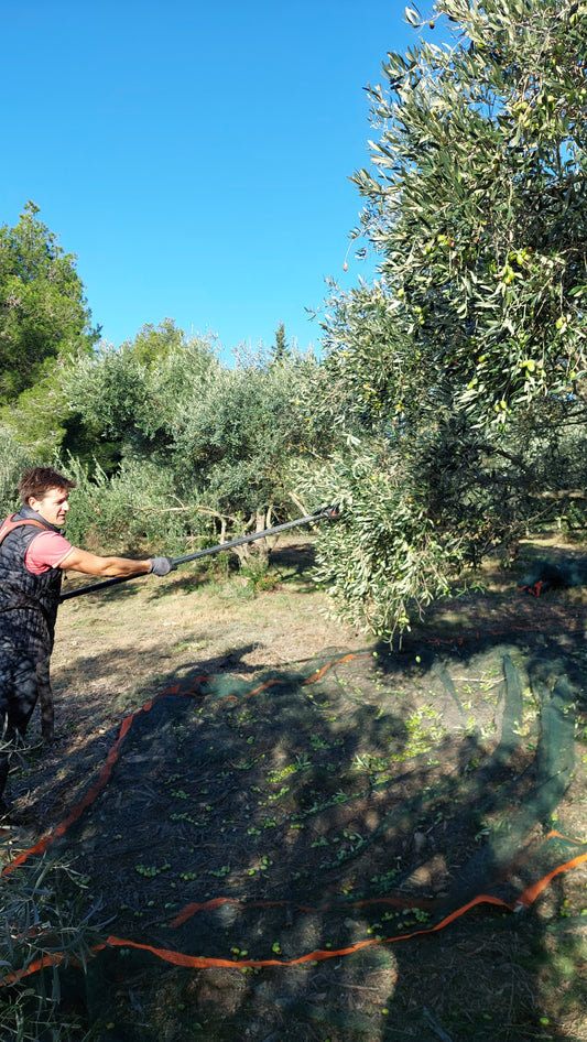 oliviers domaine roquefeuille