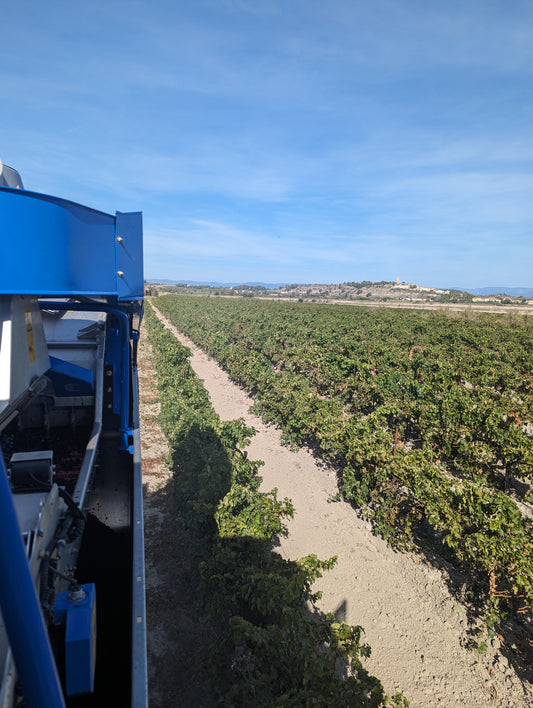 vendange domaine roquefeuille