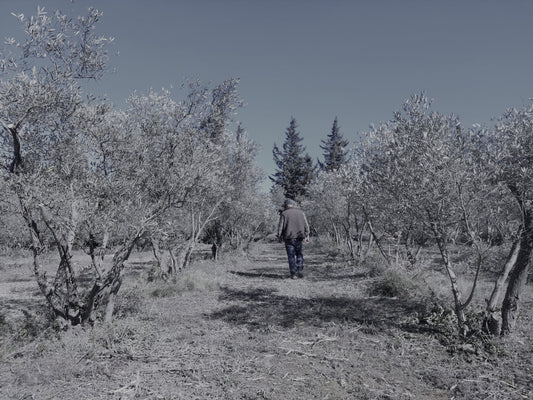 oliviers domaine roquefeuille